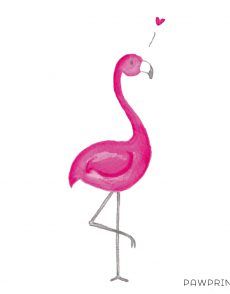 Flamingo